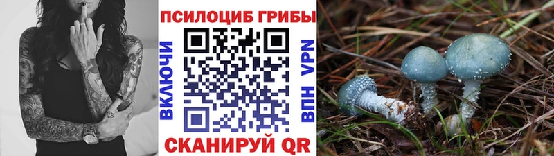 Галлюциногенные грибы Psilocybe  Костомукша 